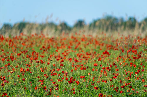 Unexpected poppy field